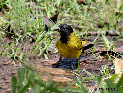 CABECITANEGRA (Spinus magellanicus) - Parque Lecocq-MONTEVIDEO (Enero 2012)